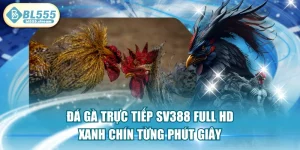 Đá Gà Trực Tiếp SV388 Full HD Xanh Chín Từng Phút Giây